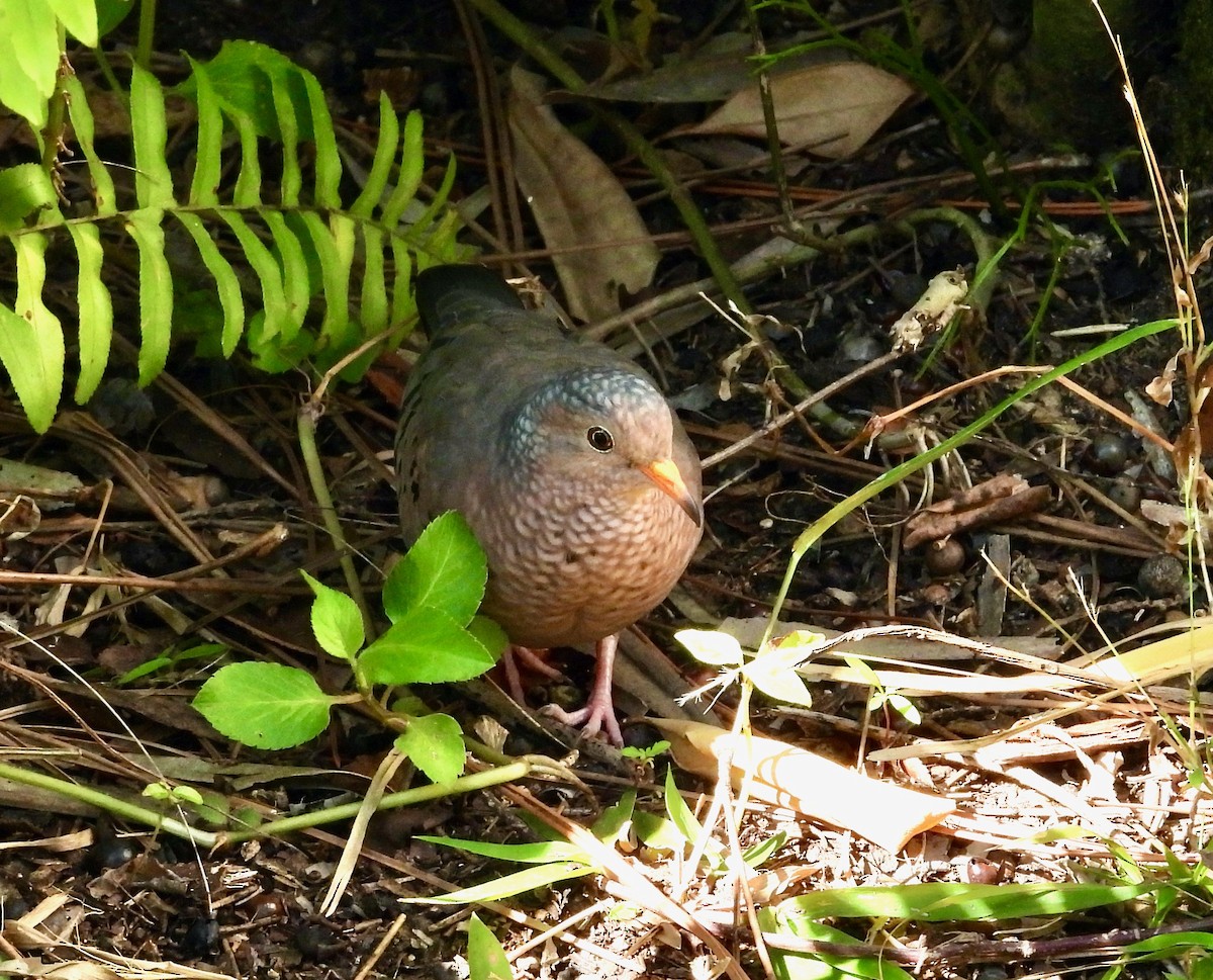 Common Ground Dove - ML649428365