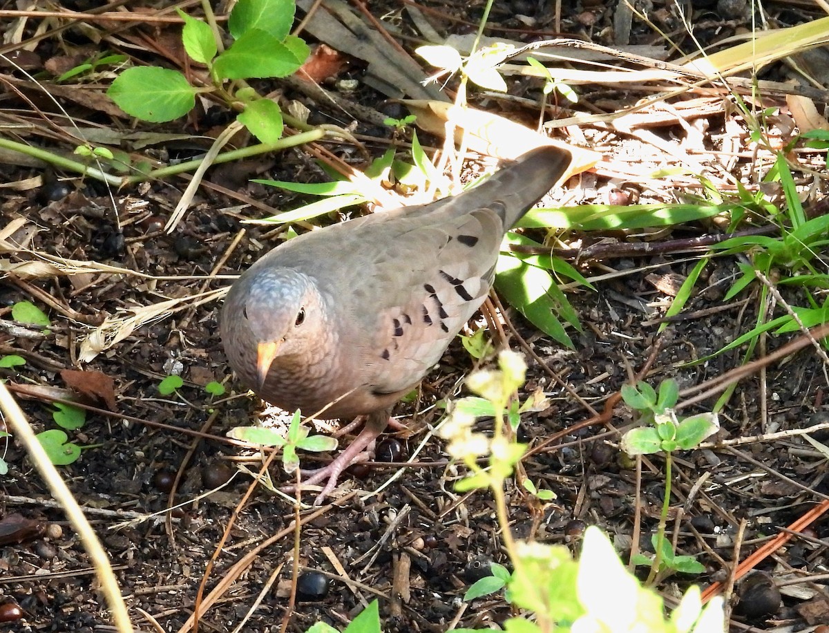 Common Ground Dove - ML649428366