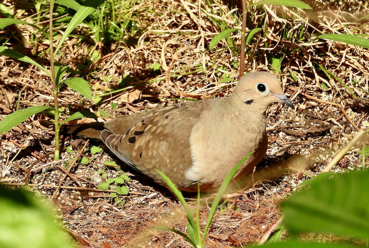 Mourning Dove - ML649428380