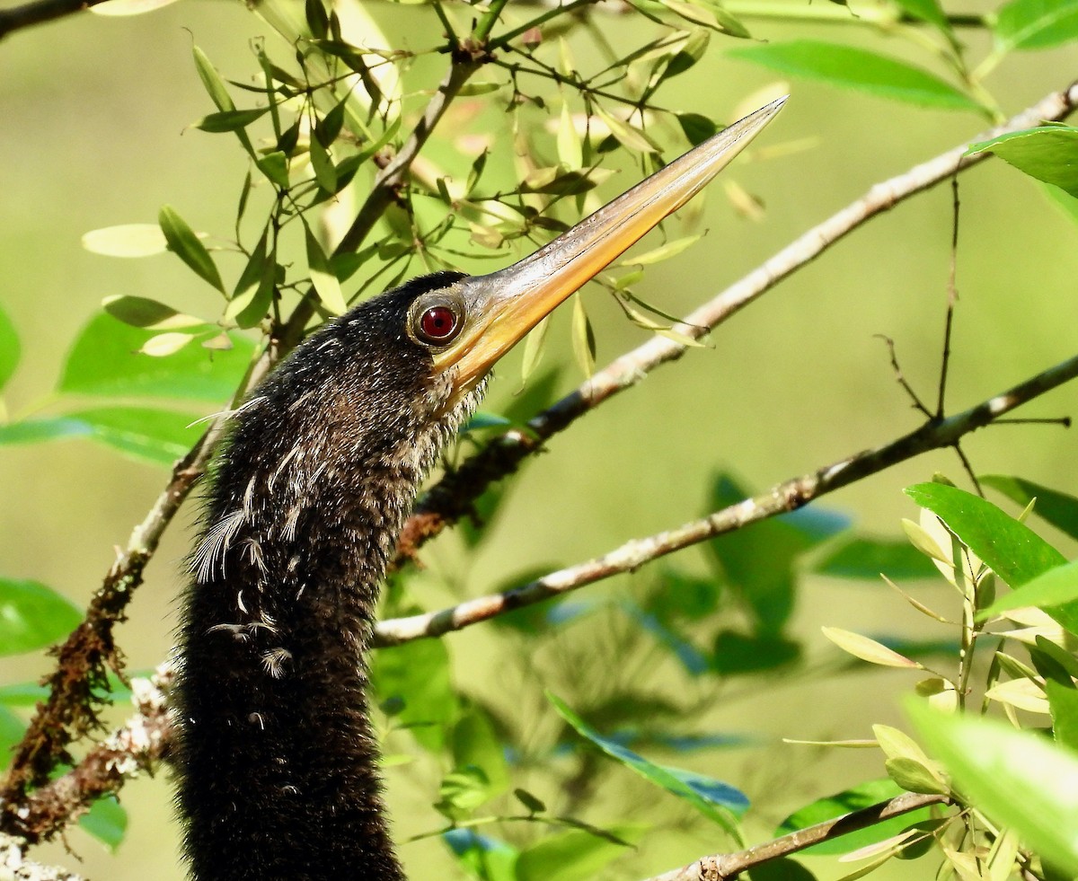 Anhinga - ML649428393