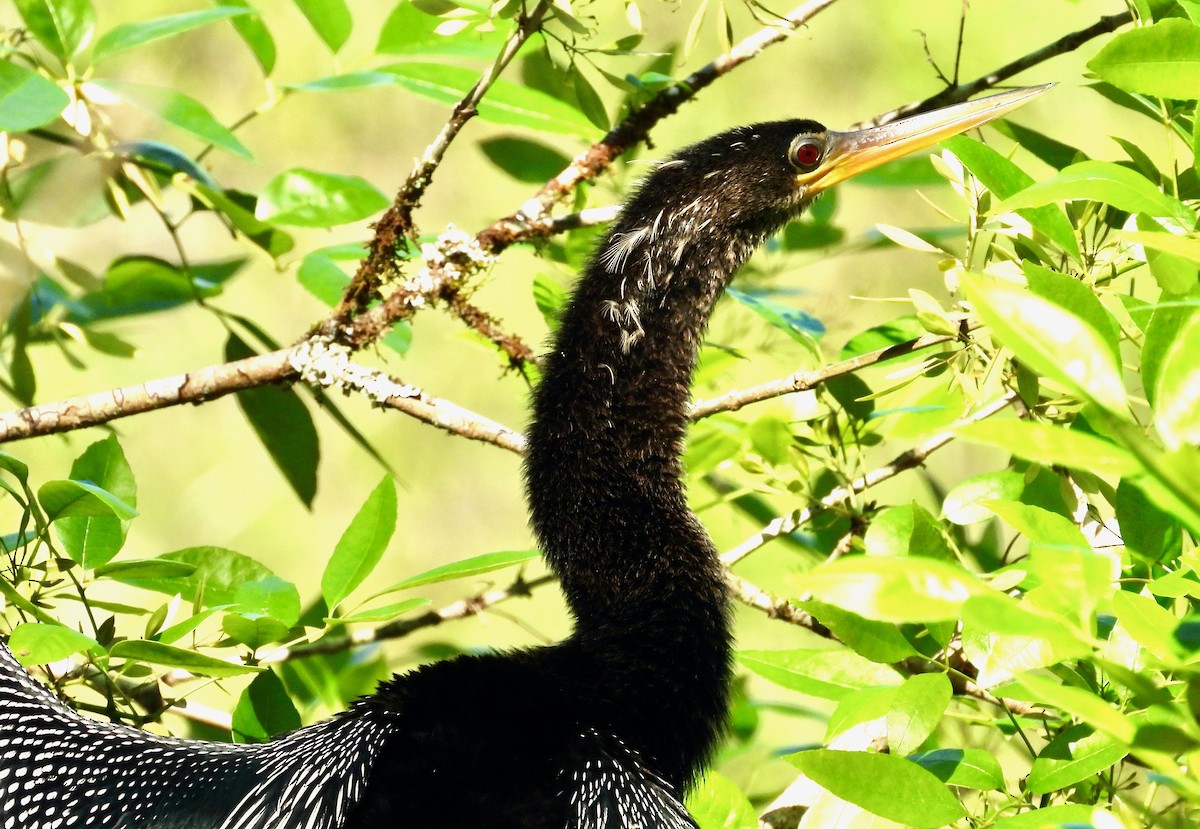 Anhinga - ML649428394
