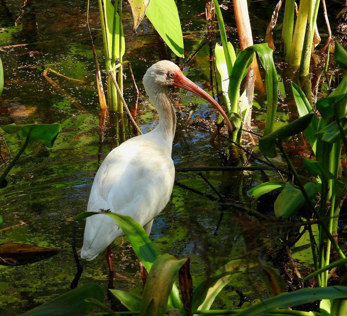 White Ibis - ML649428440