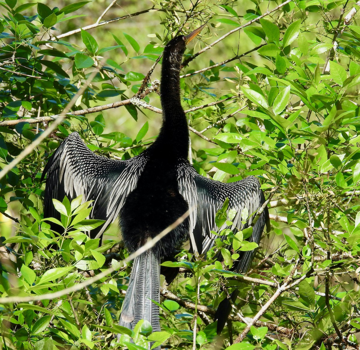Anhinga - ML649428467