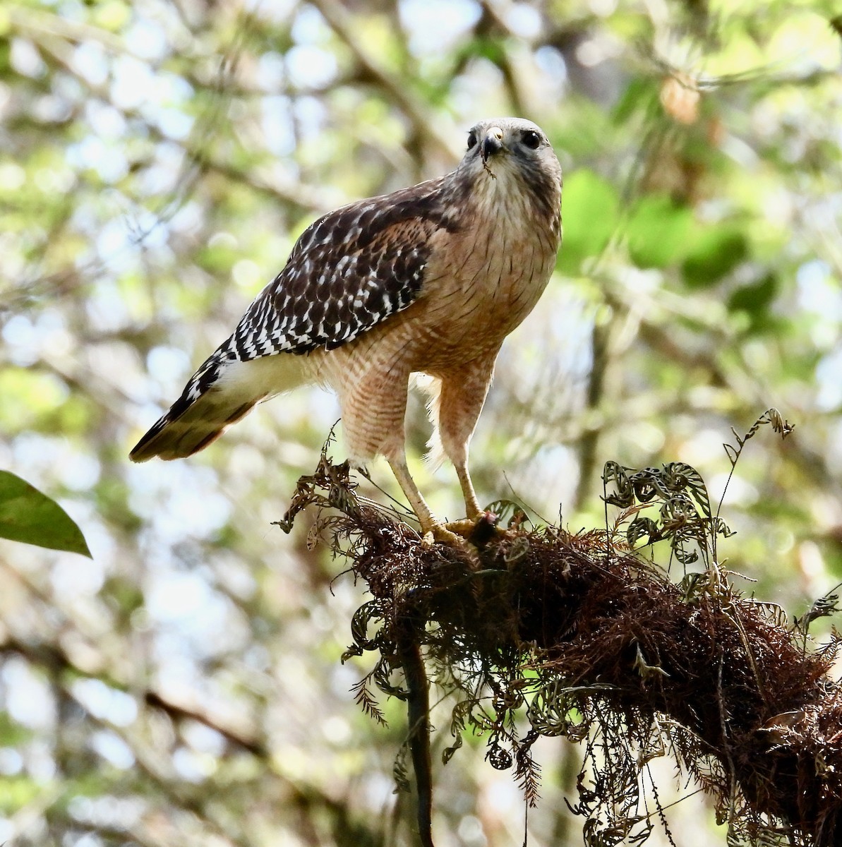 Red-shouldered Hawk - ML649428507