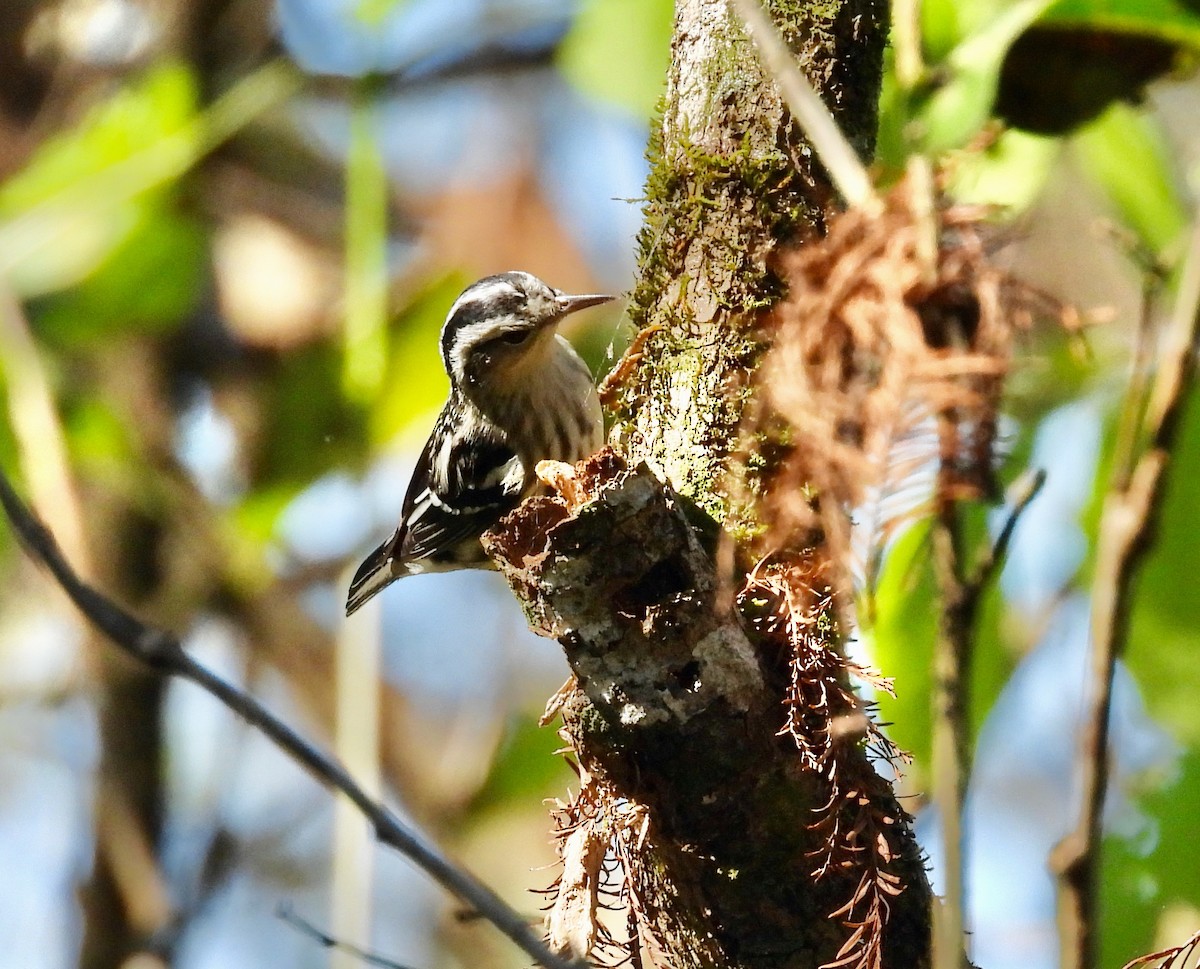 Black-and-white Warbler - ML649428508