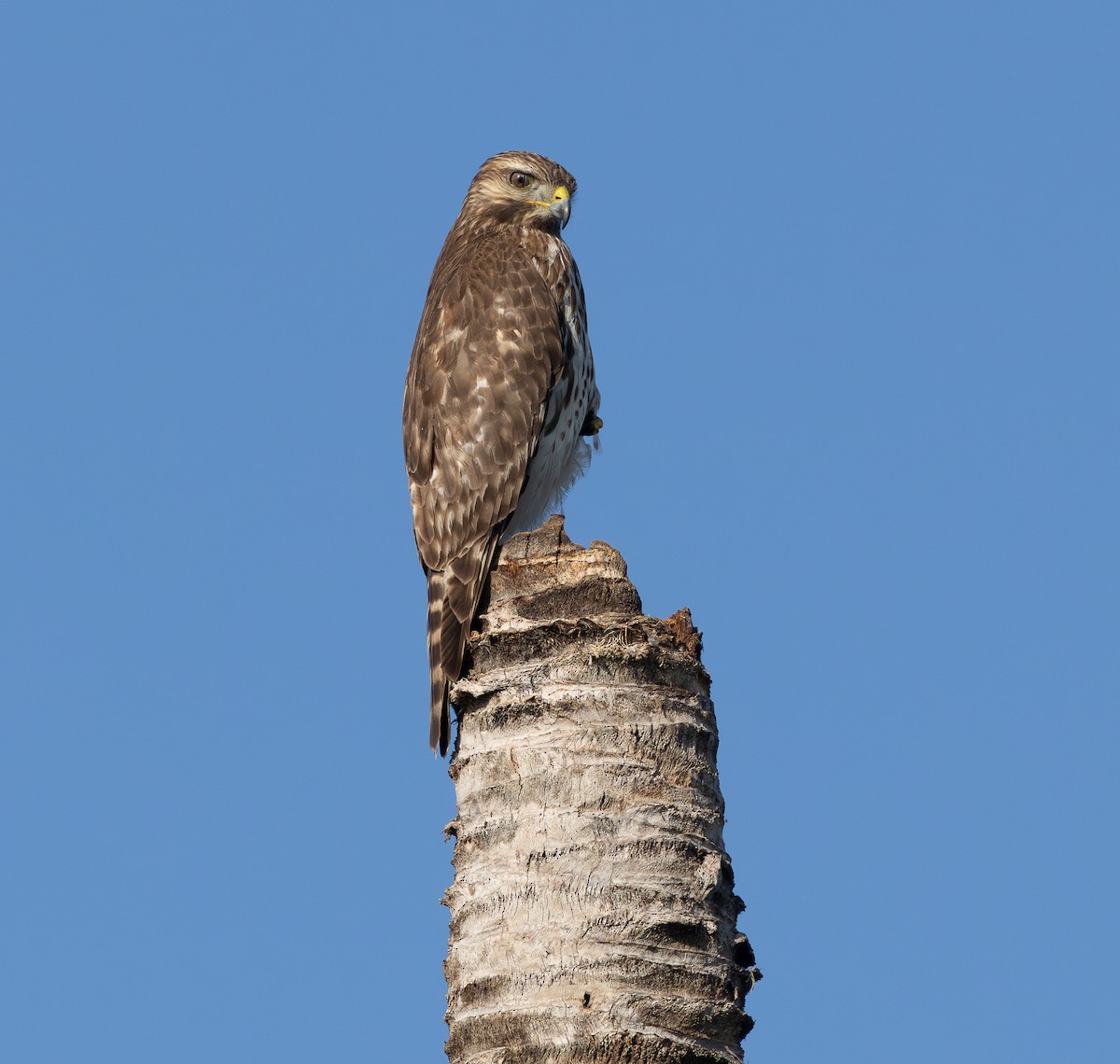 Busardo Aliancho - ML649428584