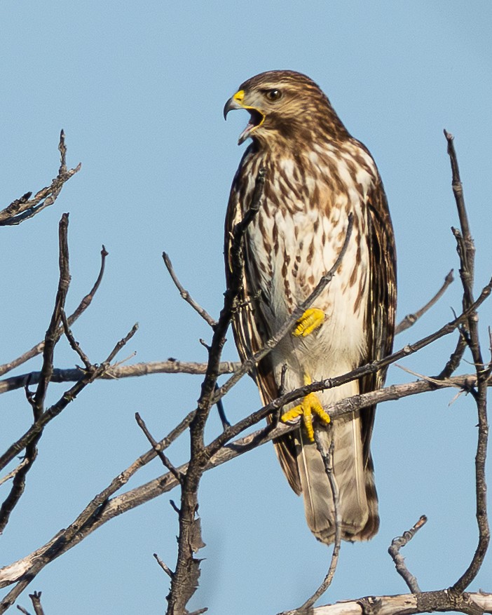 Busardo Aliancho - ML649428602