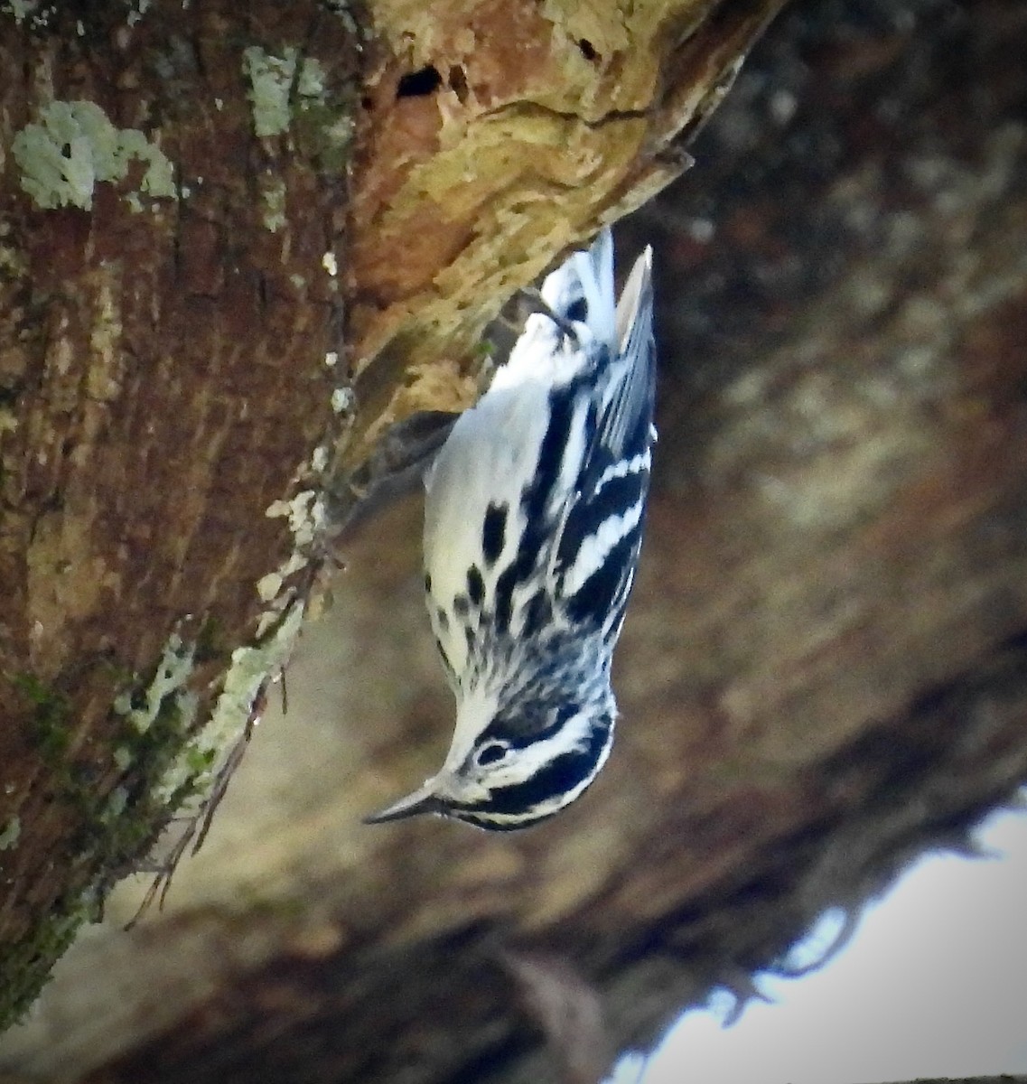 Black-and-white Warbler - ML649428705