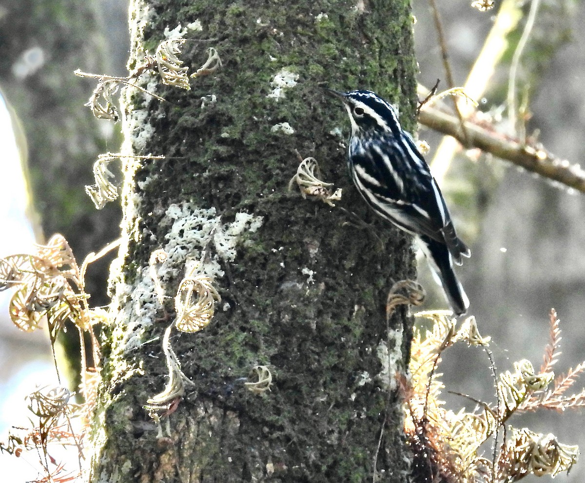 Black-and-white Warbler - ML649428708