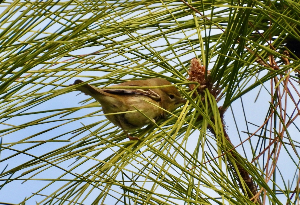 Pine Warbler - ML649428737