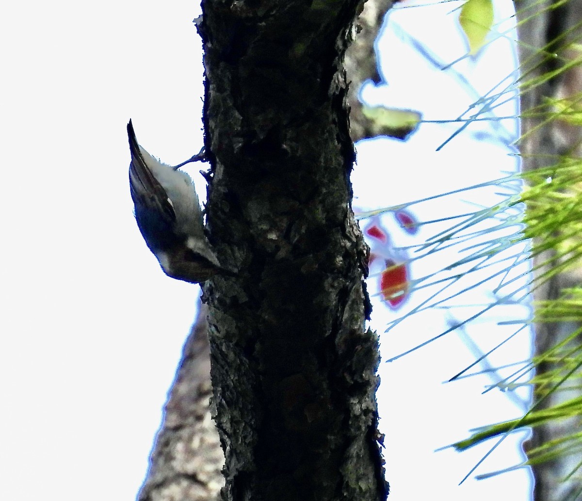 Brown-headed Nuthatch - ML649428763