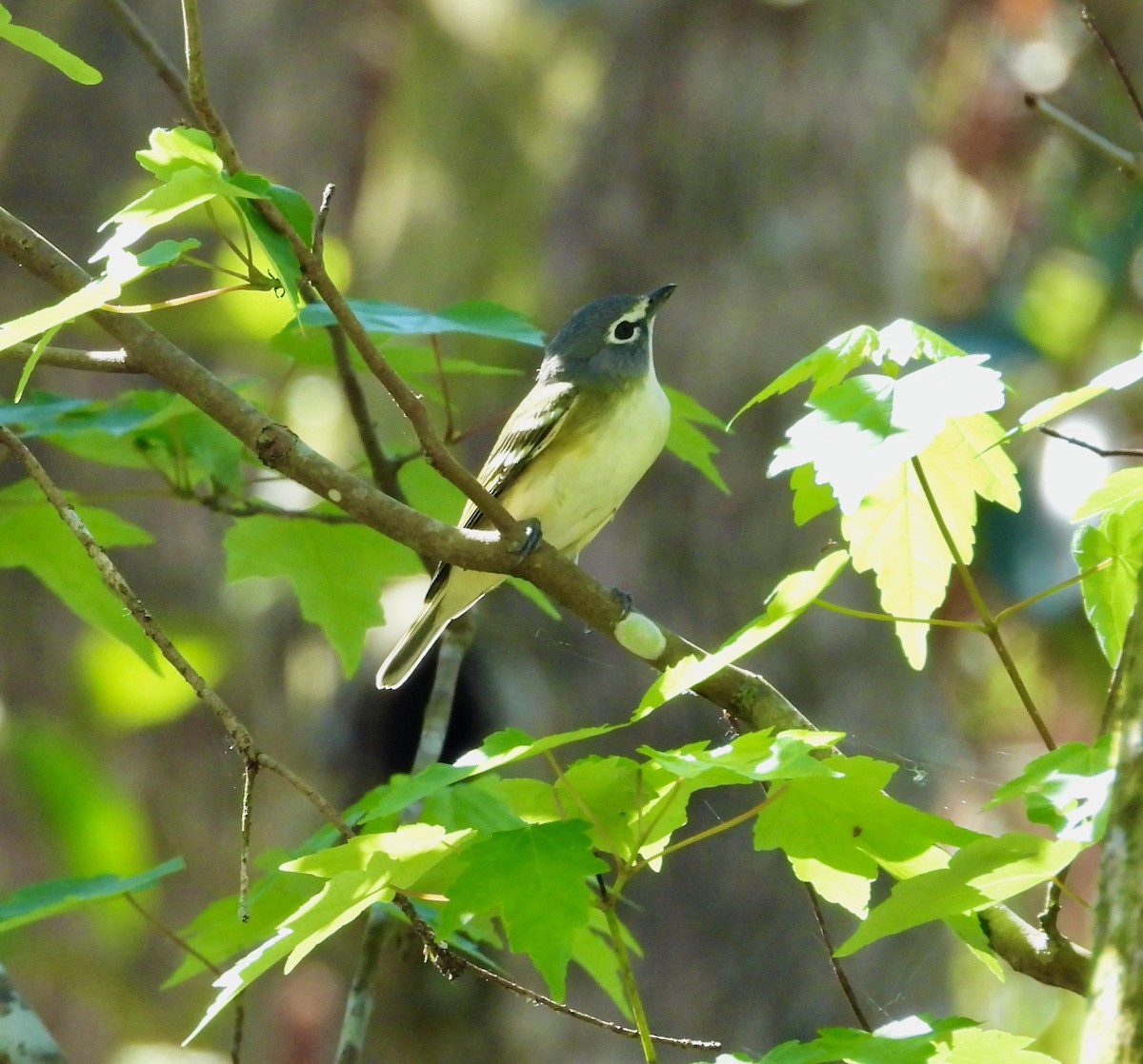 Blue-headed Vireo - ML649428834
