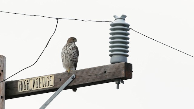 Cooper's Hawk - ML649428847