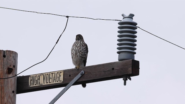 Cooper's Hawk - ML649429038