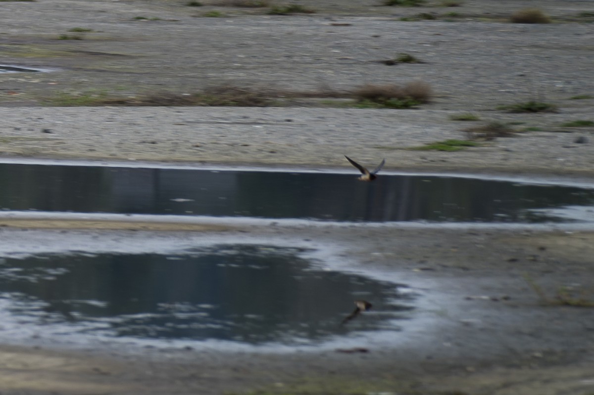 Ластівка сільська - ML649429077