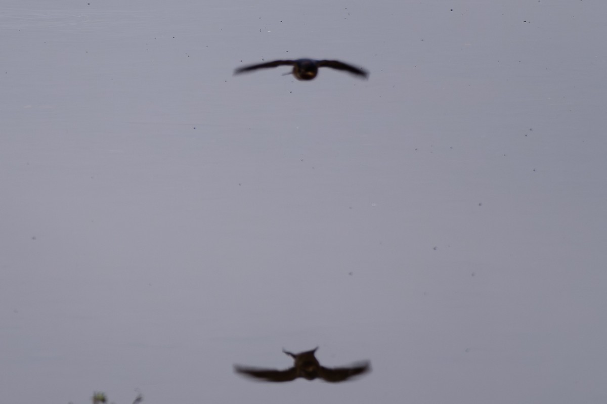 Ластівка сільська - ML649429080