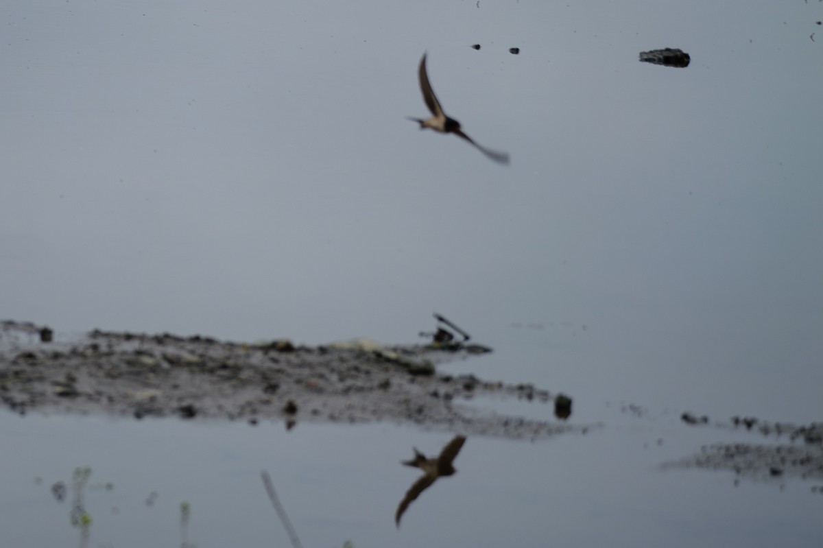 Ластівка сільська - ML649429081