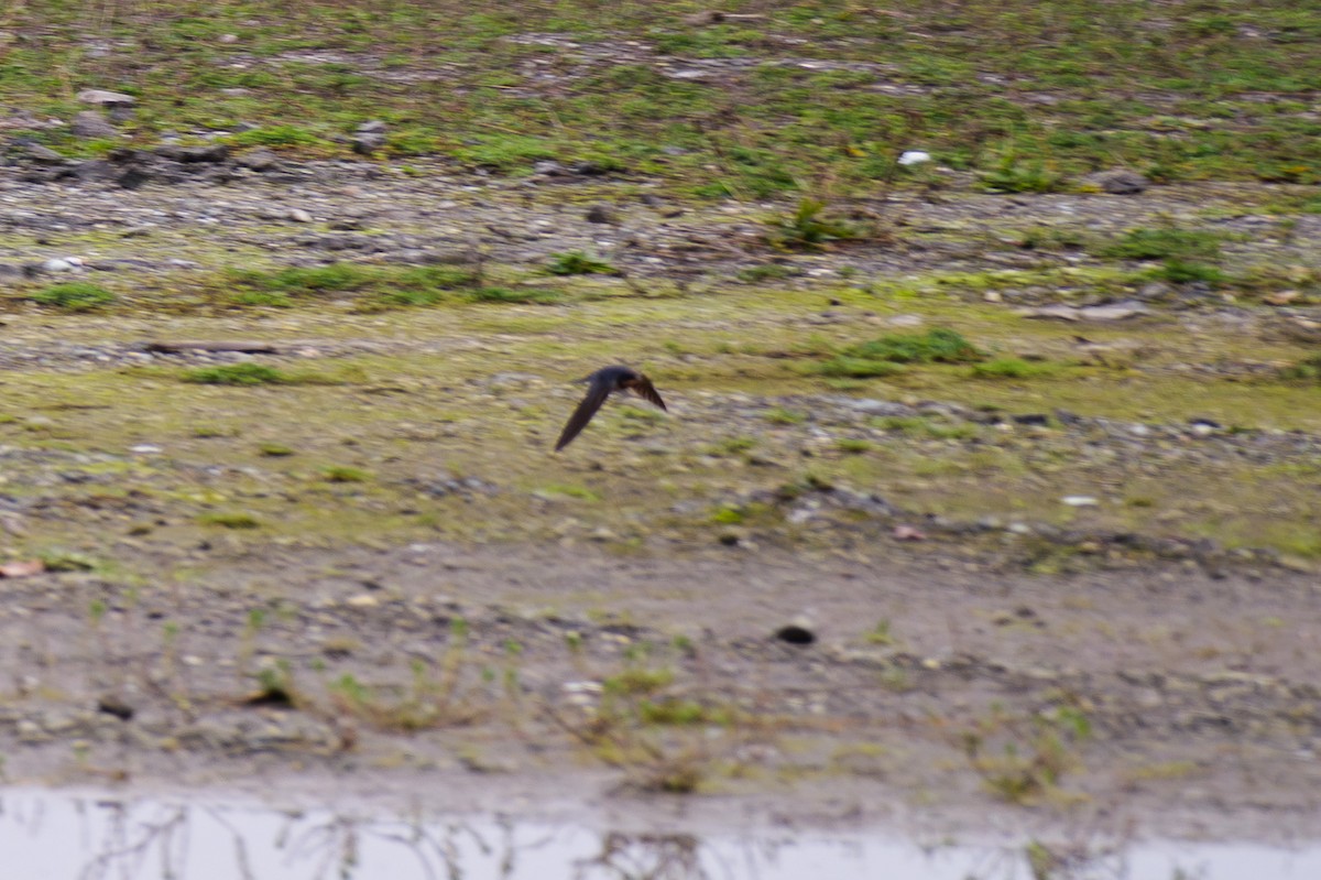 Ластівка сільська - ML649429082