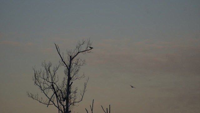 Peregrine Falcon - ML649429317