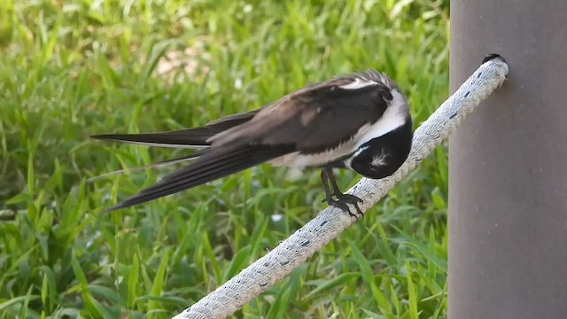 Bridled Tern - ML649429423