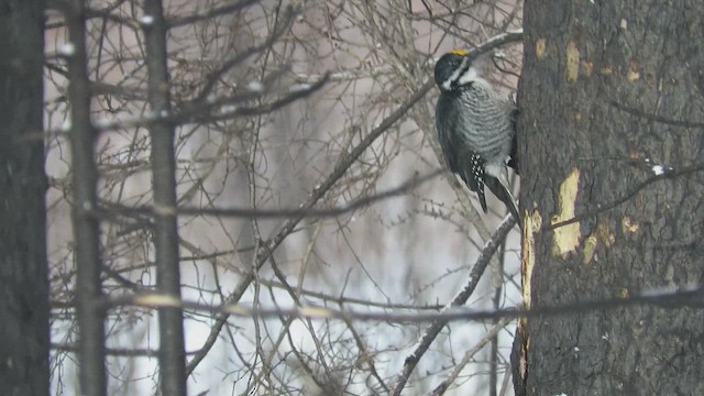Black-backed Woodpecker - ML649429464