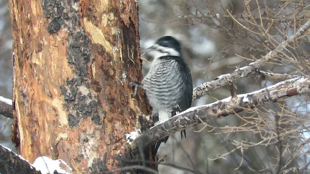 Black-backed Woodpecker - ML649429465