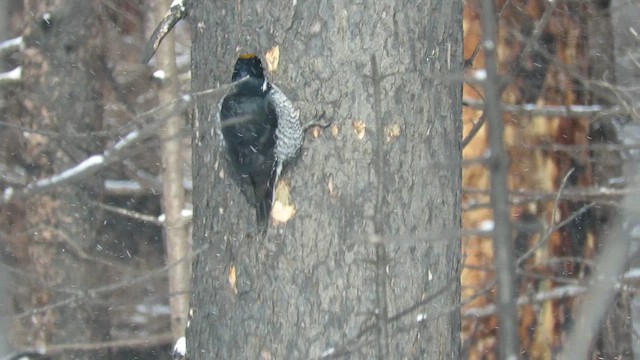Black-backed Woodpecker - ML649429468