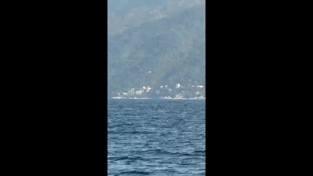 שחף צוחק - ML649429610