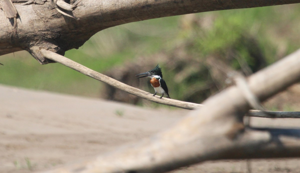 Amazon Kingfisher - ML649429838