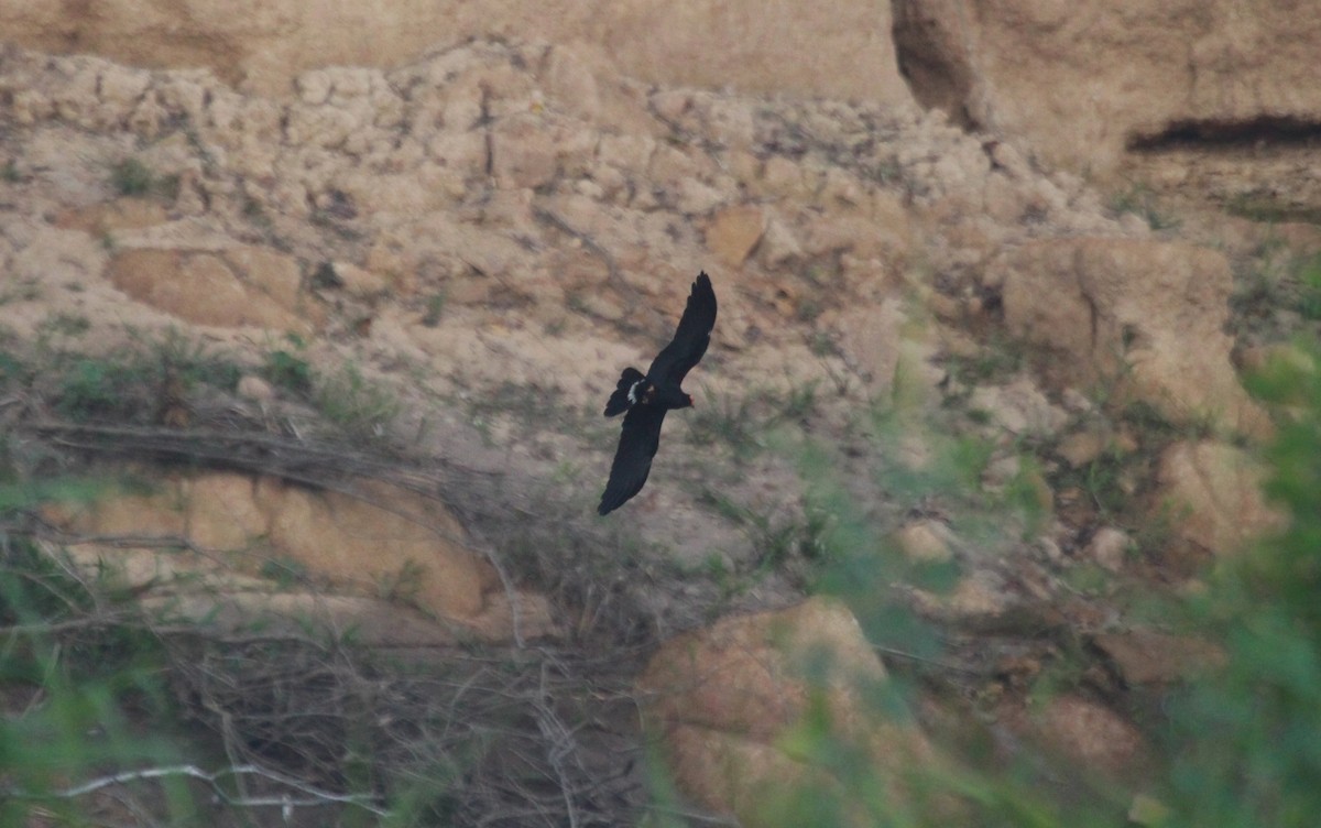 Black Caracara - ML649429839