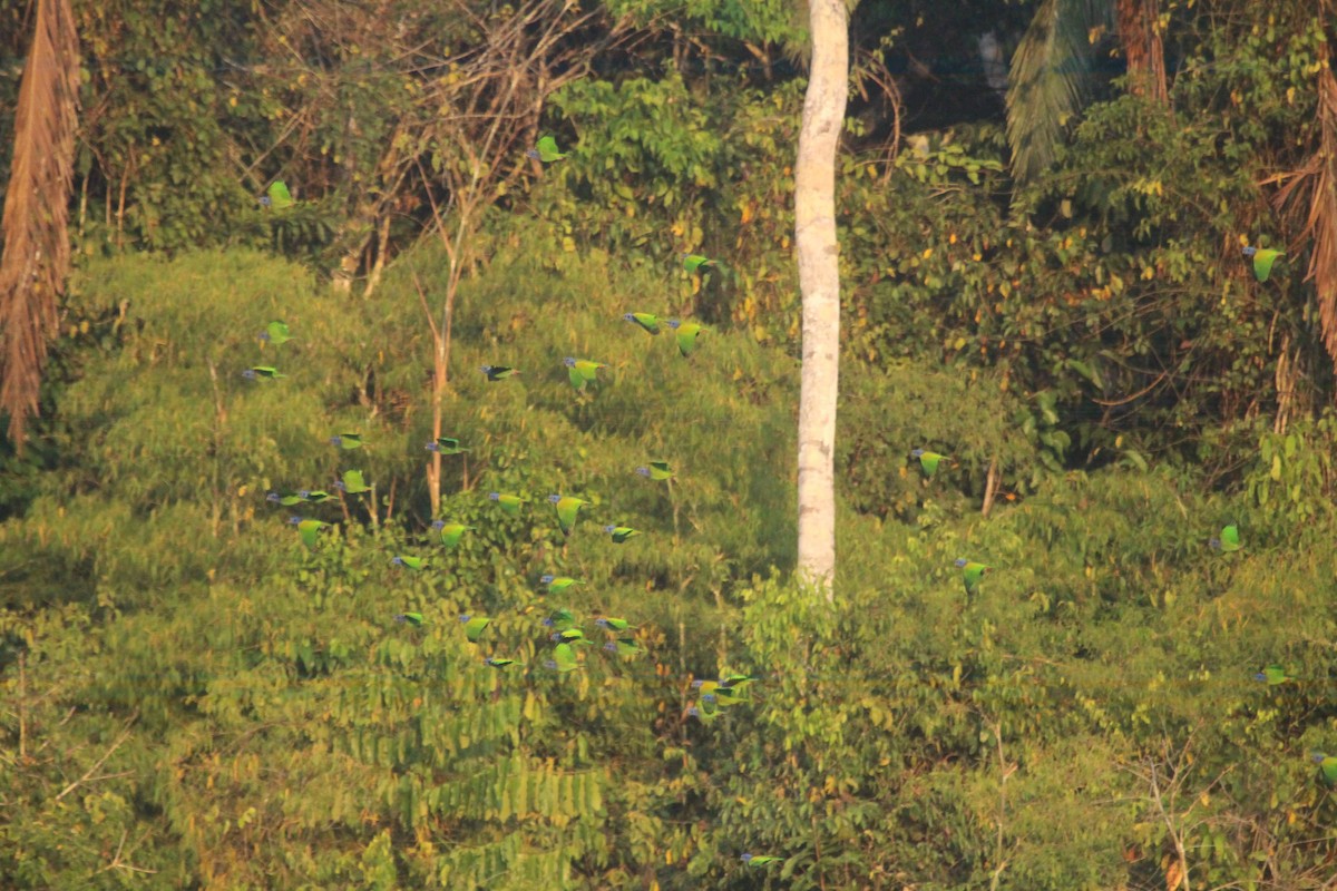 Blue-headed Parrot - ML649429842