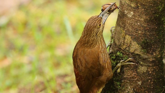 Strong-billed Woodcreeper - ML649429861