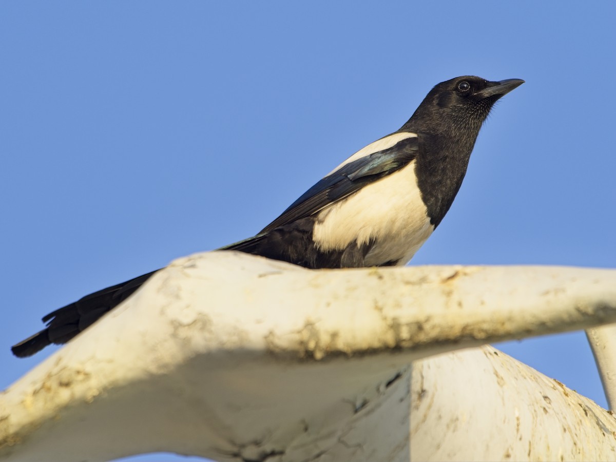 eBird Checklist - 23 Jan 2026 - Pattaya--Bali Hai Pier - 1 species