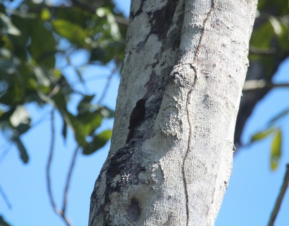 Mournful Long-tailed Woodcreeper - ML649430110