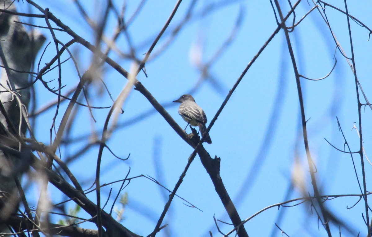 Swainson's Flycatcher - ML649430159