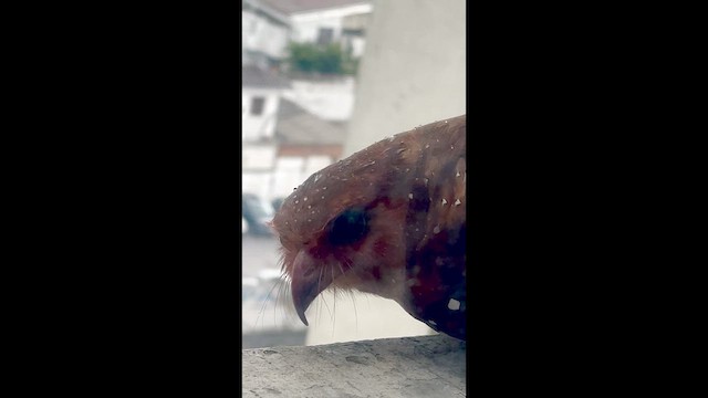 Oilbird - ML649430160