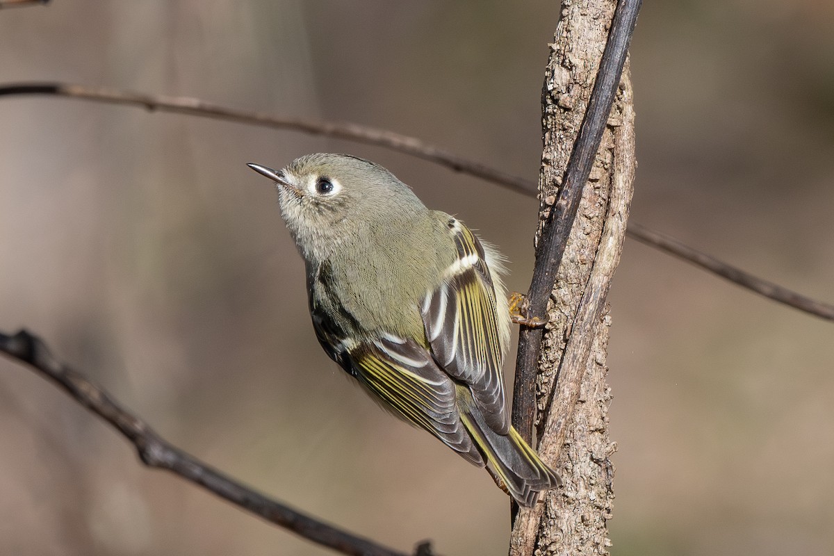 Ruby-crowned Kinglet - ML649430332