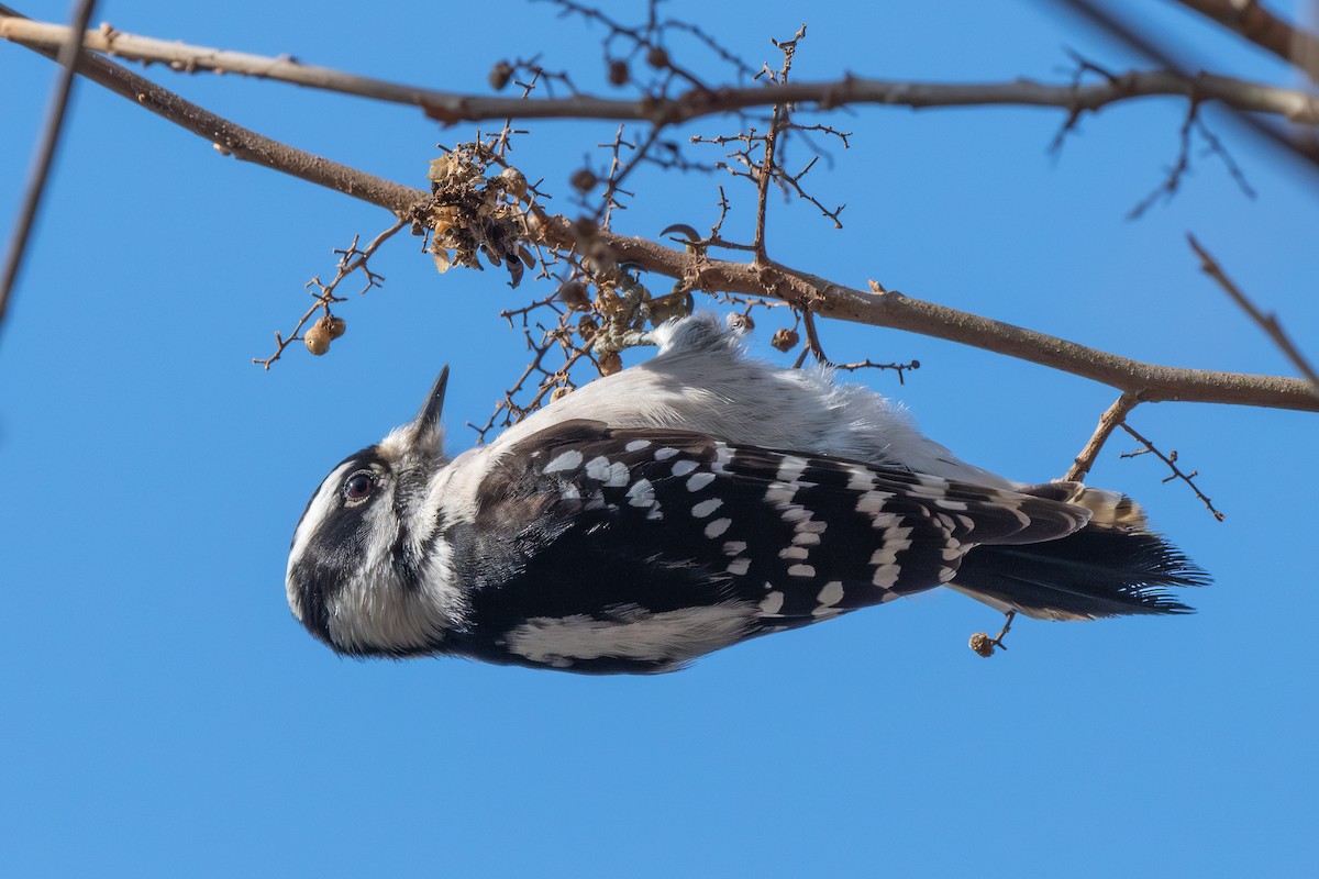 Downy Woodpecker - ML649430358