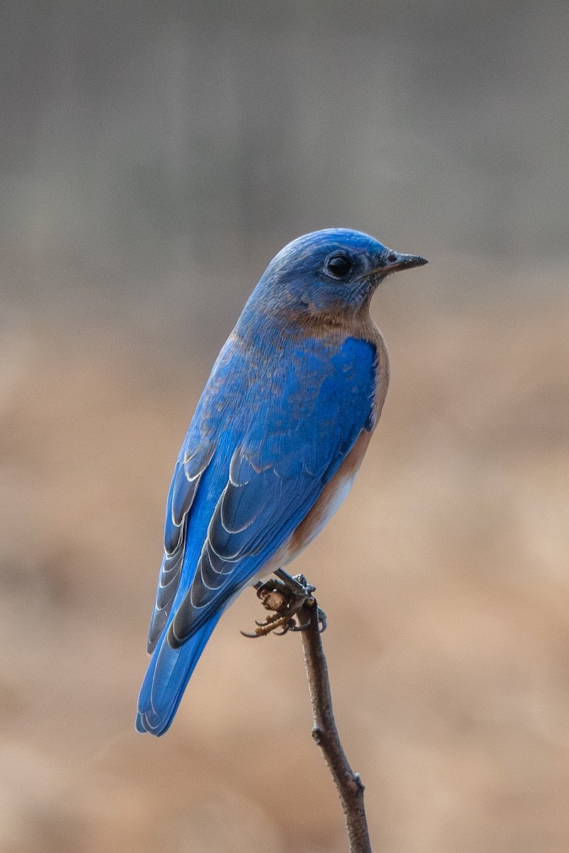 Eastern Bluebird - ML649430371
