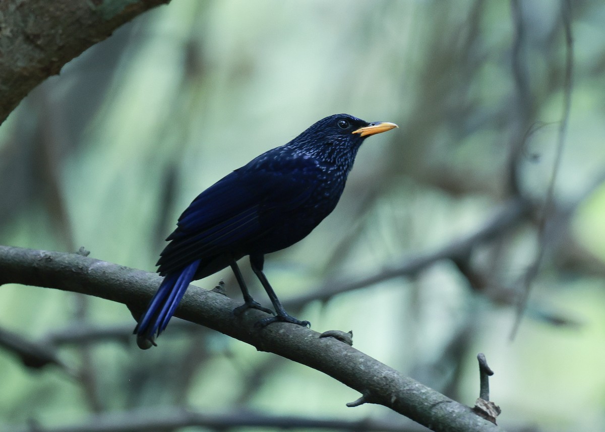 Аренга велика - ML649430399