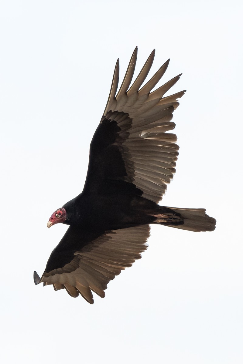 Turkey Vulture - ML649430405