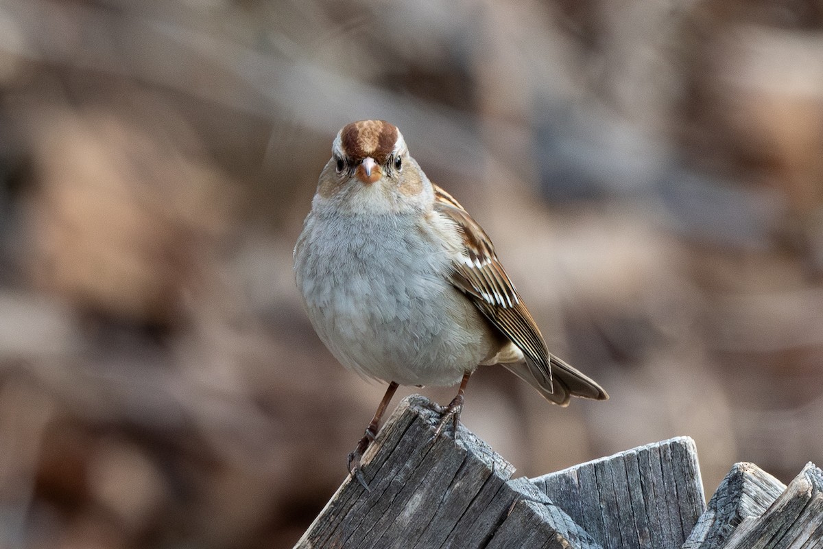 White-crowned Sparrow - ML649430417