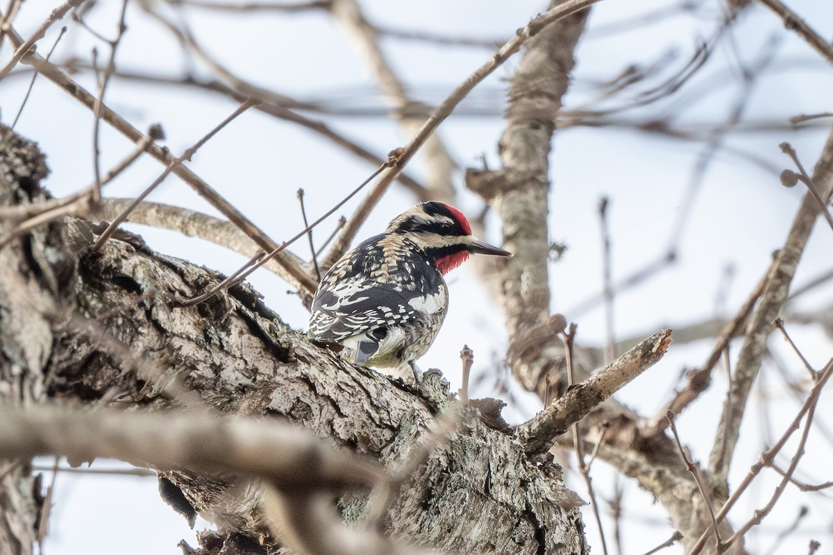 Yellow-bellied Sapsucker - ML649430427