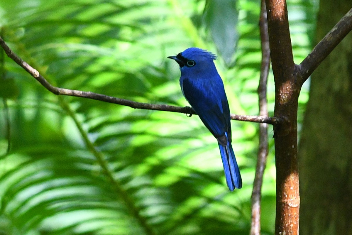 Short-crested Monarch - ML649430623