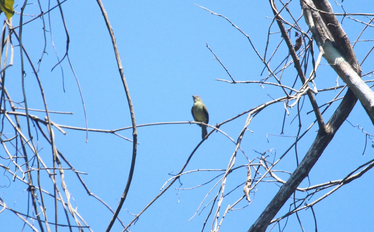 Slender-footed Tyrannulet - ML649430665