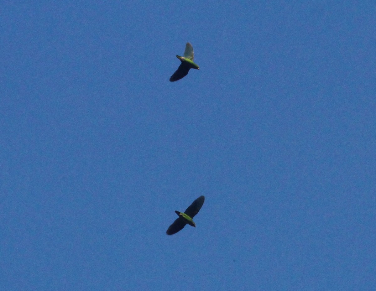 Amazonian Parrotlet - ML649431281