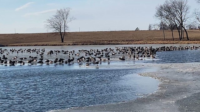 ברנטה קנדית - ML649431508