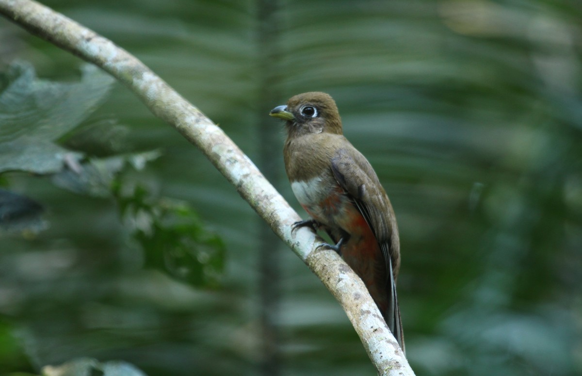 Collared Trogon - ML649431527