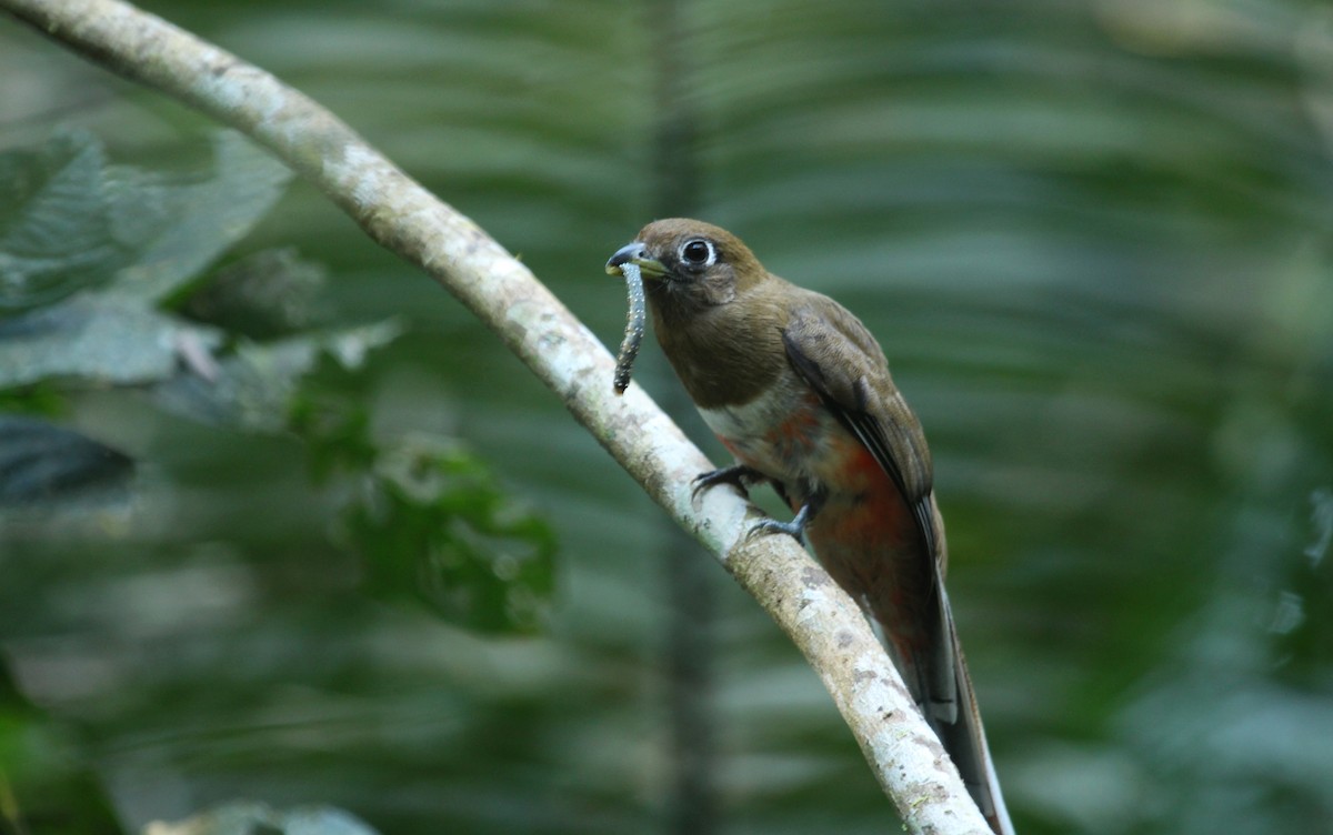 Collared Trogon - ML649431528