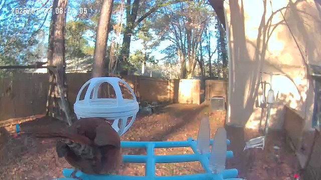 Carolina Wren - ML649431565